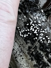 Arcyria cinerea