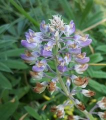 Lupinus oreganus