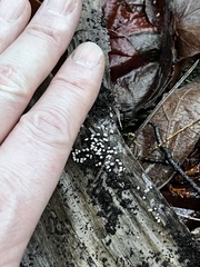 Arcyria cinerea