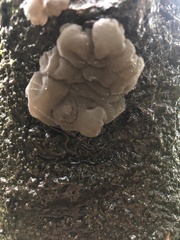 Exidia novozealandica