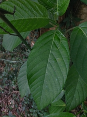 Dendrocnide meyeniana