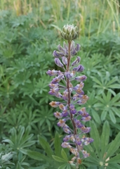 Lupinus oreganus