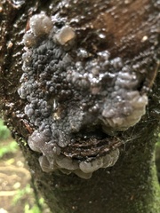 Exidia novozealandica