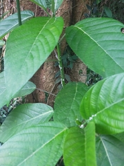 Dendrocnide meyeniana