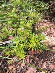 Cyathodes glauca
