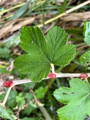 Rubus formosensis