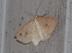 Epicyme rubropunctaria