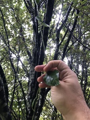 Passiflora tetrandra