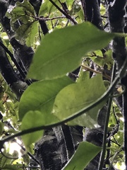 Passiflora tetrandra