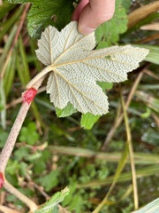 Rubus formosensis