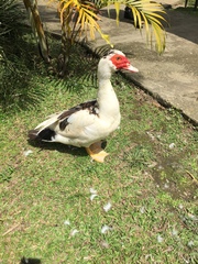 Cairina moschata domestica