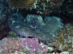 Octopus insularis