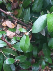 Croton cascarilloides