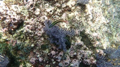 Thalassoma lucasanum
