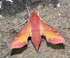 Deilephila porcellus