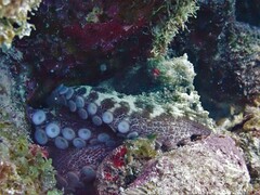 Octopus insularis