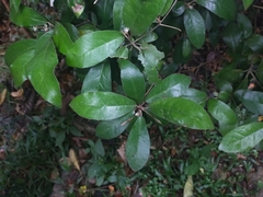 Croton cascarilloides