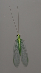 Apertochrysa edwardsi