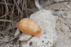 Macrocypraea