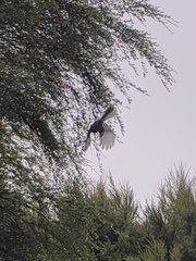 Rhipidura fuliginosa placabilis