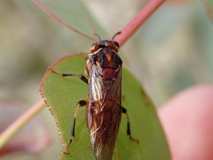 Perginae