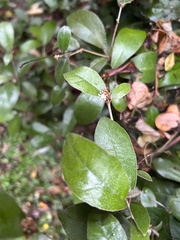Croton cascarilloides