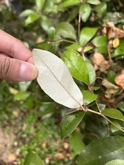 Croton cascarilloides