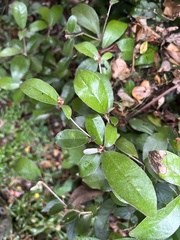 Croton cascarilloides