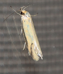 Philobota protecta