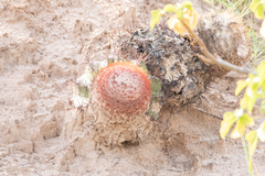 Melocactus macracanthos