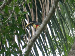 Pteroglossus castanotis