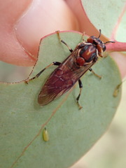 Perginae