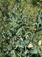 Coccinia sessilifolia sessilifolia