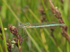 Austrolestes cingulatus