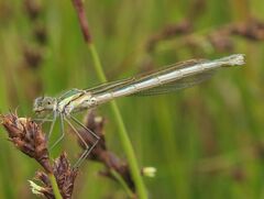 Austrolestes cingulatus