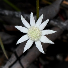 Actinotus minor