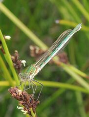 Austrolestes cingulatus