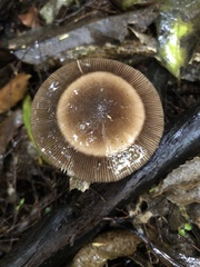 Amanita pekeoides