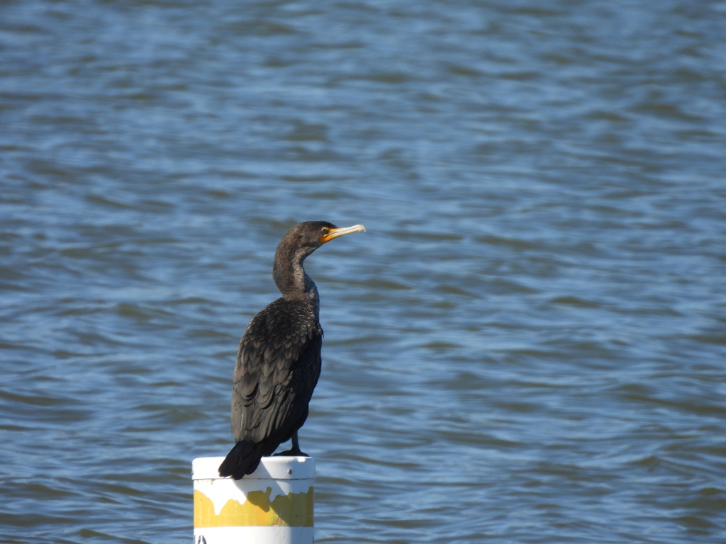 Double-crested Cormorant from Fort Worth, TX, USA on December 17, 2022 ...