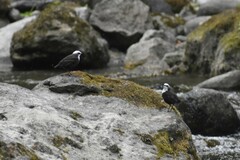 Cinclus leucocephalus