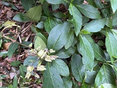 Trichodesma calycosum