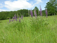 Lupinus arbustus