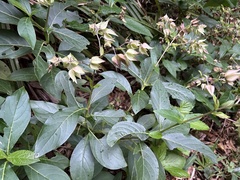 Trichodesma calycosum