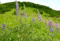 Lupinus arbustus