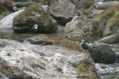 Cinclus leucocephalus