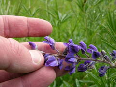 Lupinus arbustus
