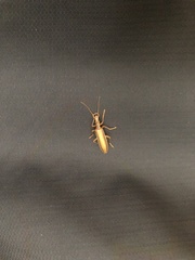Thelyphassa lineata