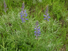 Lupinus arbustus