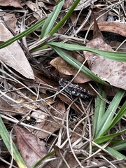 Psinidia fenestralis