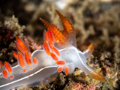 Coryphella trilineata